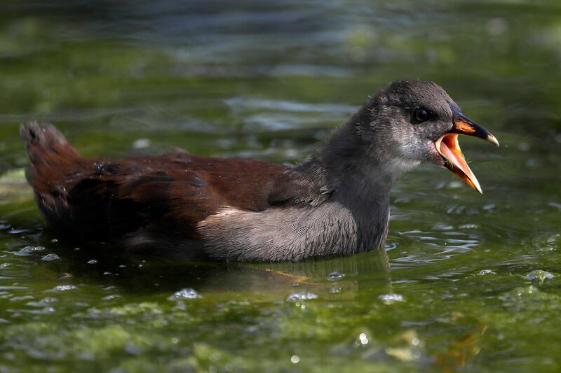 A moorhen swims in a pond full of algae in a park in London. AP Photo