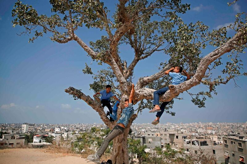 Palestinian schoolboys play on an old Sycamore tree on their way home from school in the Shujaiya neighbourhood  east of Gaza City.  AFP