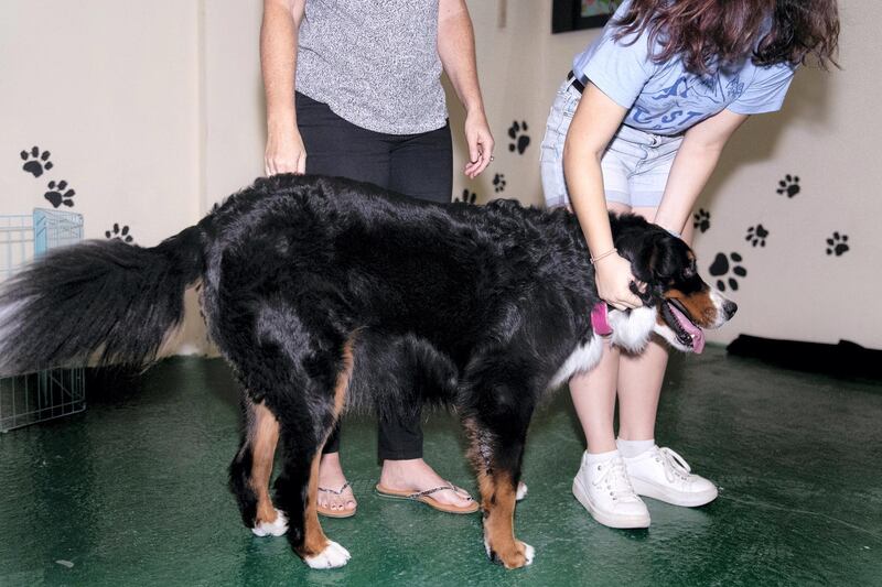 ABU DHABI, UNITED ARAB EMIRATES - JUNE 1 2019.

Tia the Bernese Mountain Dog, is currently being trained by Reading Dogs Abu Dhabi.

Reading Dogs. In order to qualify as a Reading Dog, each dog has to go through a rigorous assessment programme overseen by our dog trainer Denise Vertigen.  All Reading Dogs have also been given a clean bill of health by their local vet.

(Photo by Reem Mohammed/The National)

Reporter: 
Section: NA