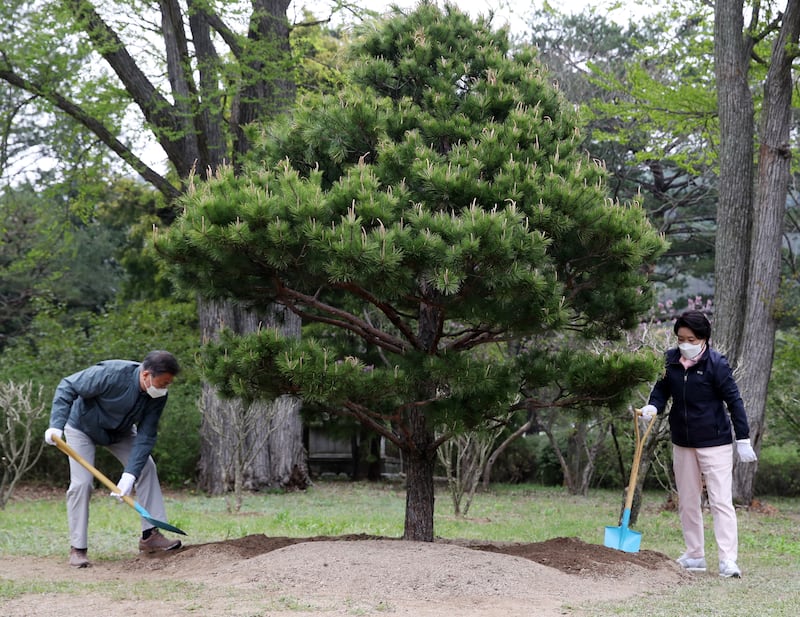 South Korean outgoing President Moon Jae-in, left, and his wife Kim Jung-sook plant a tree to mark Earth Day 2022 at the Korea National Arboretum in Pocheon, South Korea. EPA