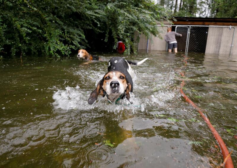 Panicked dogs that were left caged by an owner who fled rising flood waters in the aftermath of Hurricane Florence, swim free after their release in Leland, North Carolina. Reuters