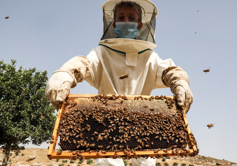 A Palestinian boy works at his father's apiary in the village of Doura, west of Hebron, in the occupied West Bank.