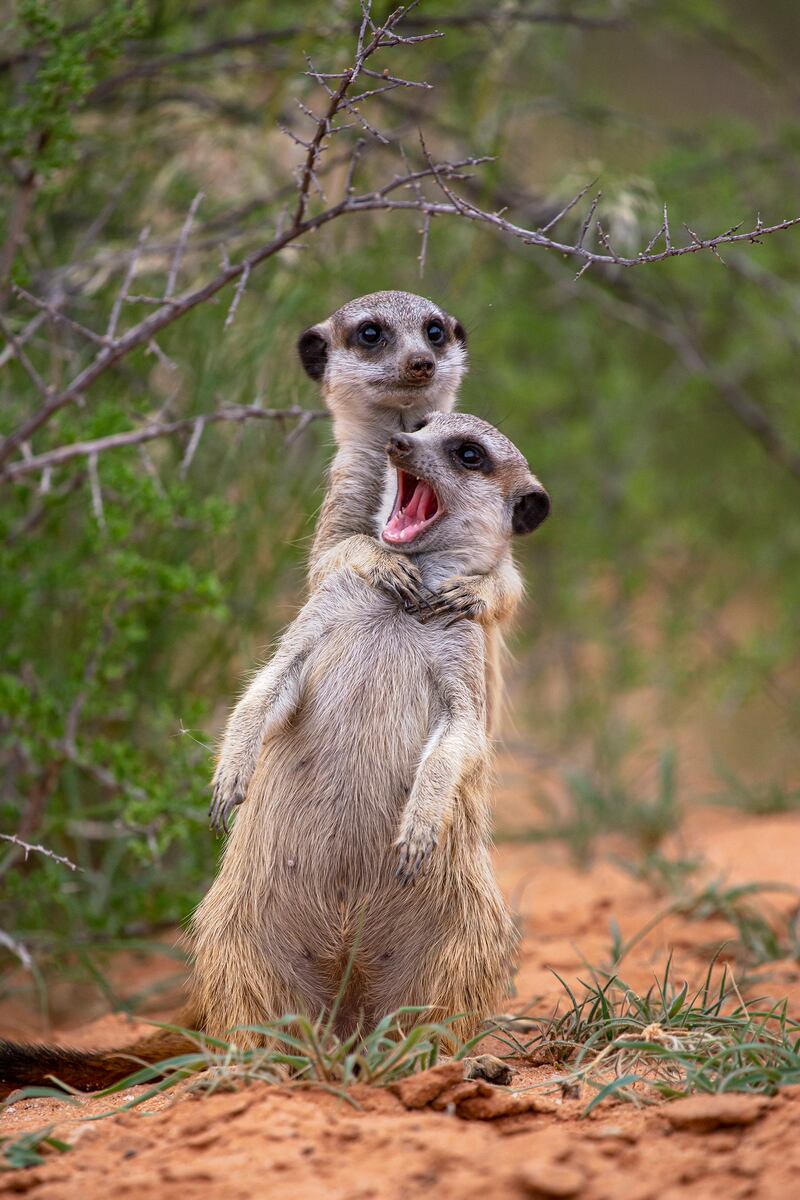 Highly Commended - I'm gonna strangle you by Emmanuel Do Linh San. Photo: Emmanuel Do Linh San / Comedy Wildlife 2022