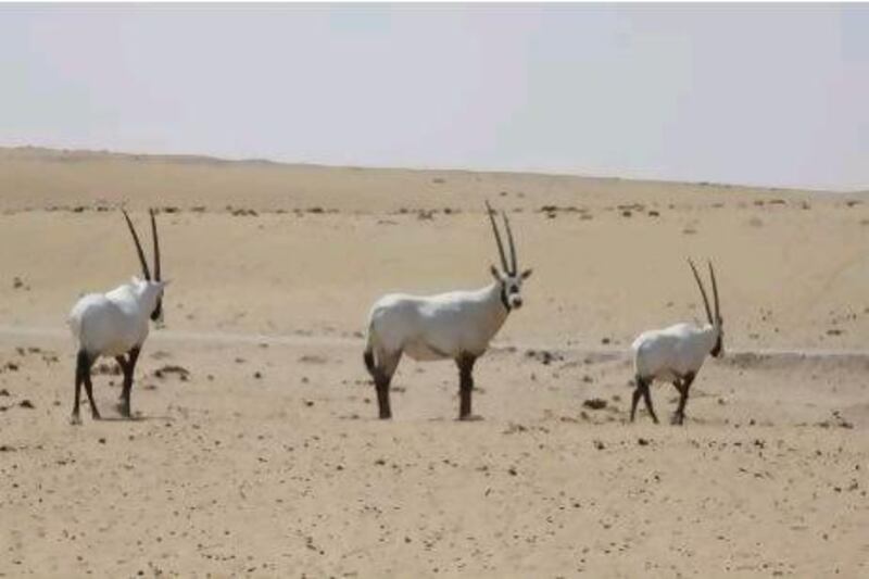 Oryx, pictured near the Bab Al Shams desert resort on Saturday, will still need support if they are to breed in the wild, an expert says.
