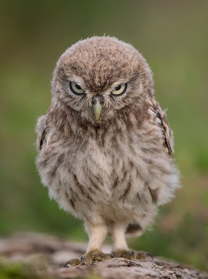 Owl in Wales. Michael Erin / Comedywildlife