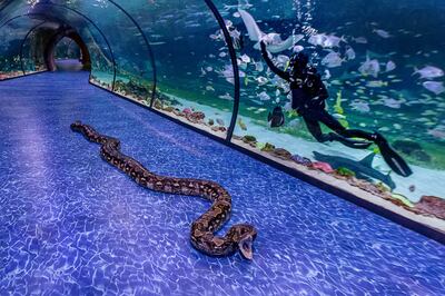 At seven metres long, Super Snake is one of the largest living snakes on display in the world. Photo: The National Aquarium