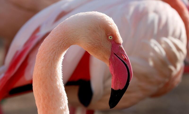 A flamingo is pictured in its enclosure at the Zoo in Berlin, Germany. Reuters