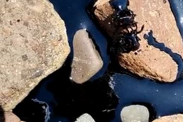 Two crabs coated in oil following the spillage in Gulf of Aqaba. Photo: The National