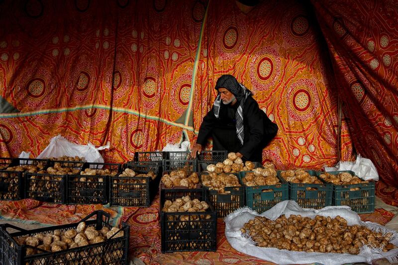 Trader Raad Abdelemir sorts truffles in a tent at a market in Samawa, Iraq. Reuters