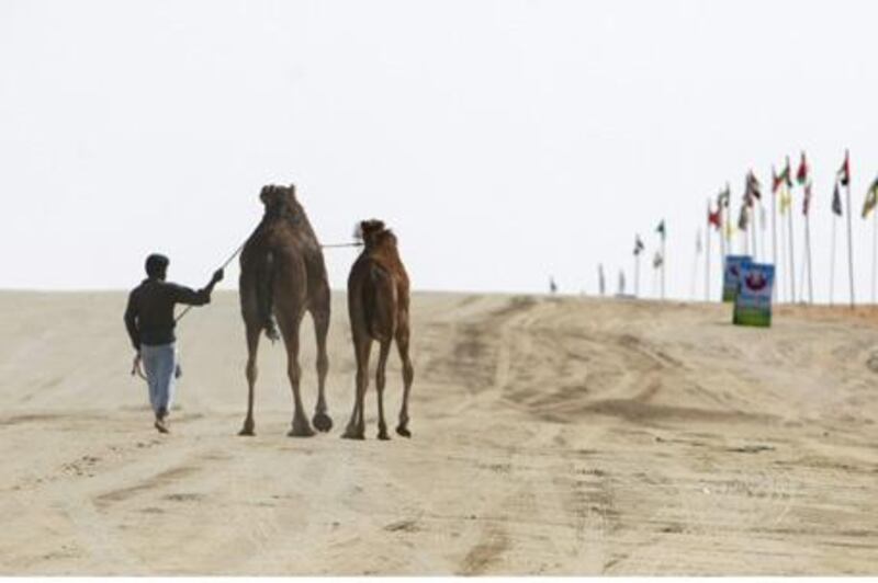 United Arab Emirates - Madinat Zayed - Jan 29 - 2010 : Camel wrangler direct the animal at the Al Dhafra Festival. ( Jaime Puebla / The National ) *** Local Caption ***  JP Camel Festival 03.jpg