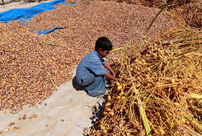 A boy picks dates at his family farm. The village is surrounded by palm groves.