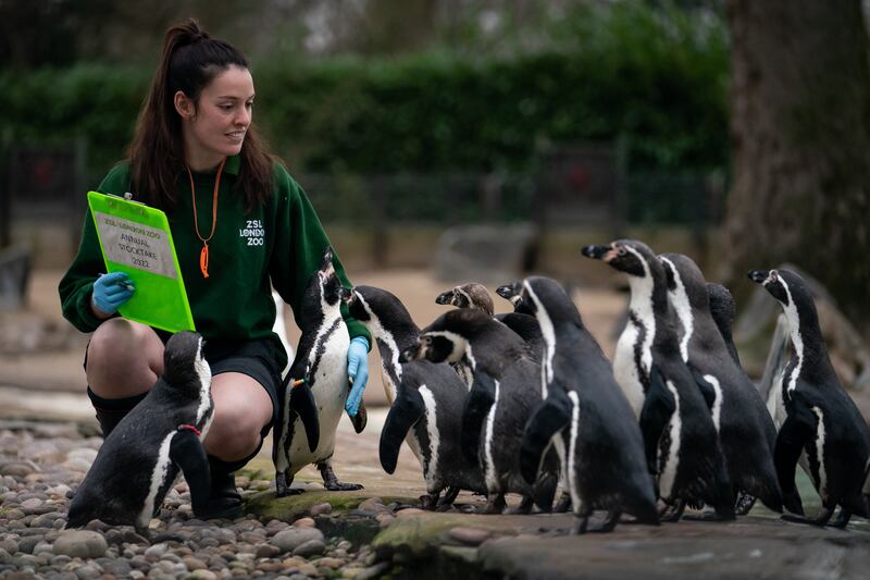 Tuesday saw the the annual stock take at ZSL London Zoo. A zoo keeper counts Humboldt penguins. PA