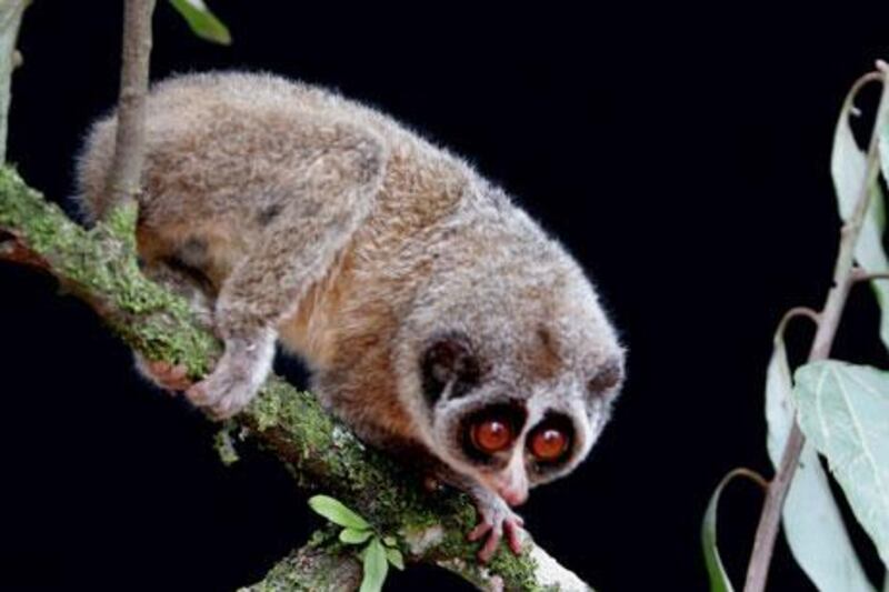 Personnel at New Delhi's airport found a 17-centimetre loris, a type of monkey native to India and South East Asia.