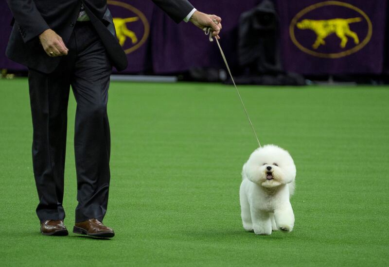 Handler Bill McFadden walks with Flynn, before the bichon frise was named Best in Show at the 142nd Westminster Kennel Club Dog Show. AP photo