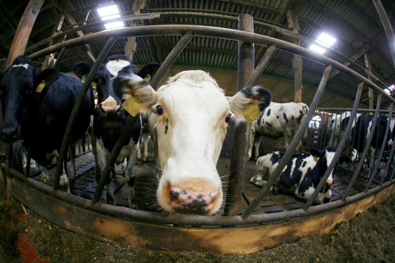 Over nearly two decades, innovative German farmers have managed to squeeze nearly 2,000kg of extra milk annually from each of their cows. Roland Magunia / AFP