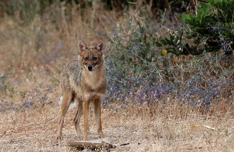 A female golden jackal is pictured in the hills surrounding the coastal city of Batroun north of the Lebanese capital Beirut. AFP
