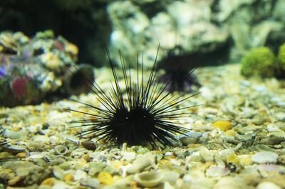 Black sea urchins are vital herbivores for the health of coral reefs, but mass deaths in the northern Red Sea is causing concern. Photo: Peter Vine