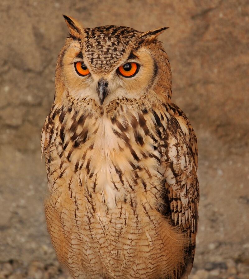 A Bengal Eagle Owl at Emirates Park Zoo shot with a Nikon DSLR. Courtesy of Kevin Hackett