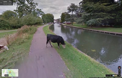 A screenshot of Google Street View of Coe Fen that shows the blurred face of a cow (Courtesy: Google) *** Local Caption ***  op18se-google-cow.jpg