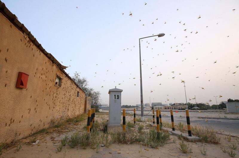 Blown in by sudden winds, desert locusts land on the wall of a building in Kuwait City. AFP