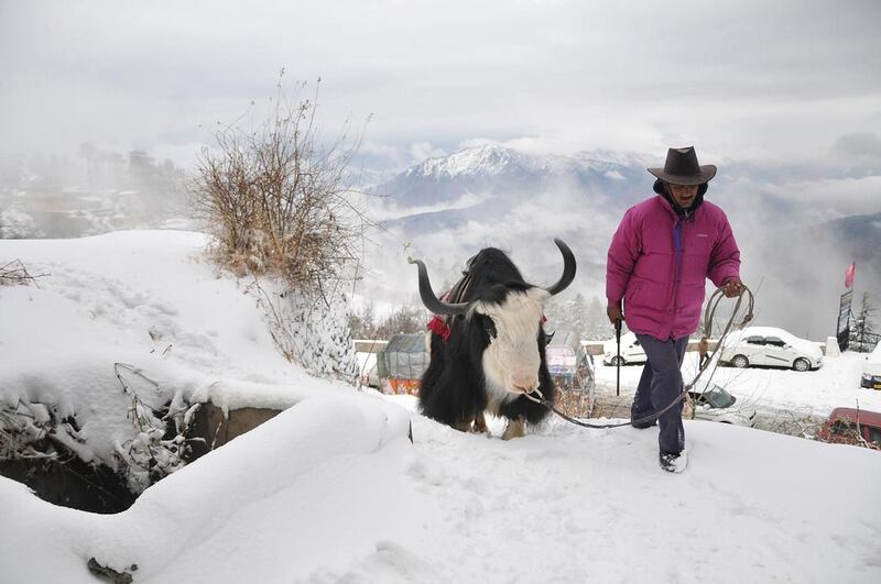 An Indian local walks with his yak on a snow-covered road during the season’s first snowfall at Kufri, India. AFP