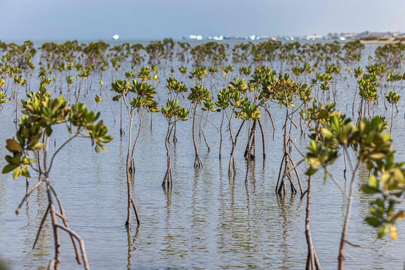 During decades of destruction, the mangroves in the  Hamata area were cleared.