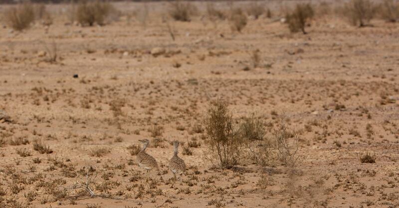 Two houbara chicks were recently observed in Jordan's western region, a positive sign for the success of the species, which were recently reintroduced to Jordan as part of the International Fund for Houbara Conservation. Courtesy International Fund for Houbara Conservation