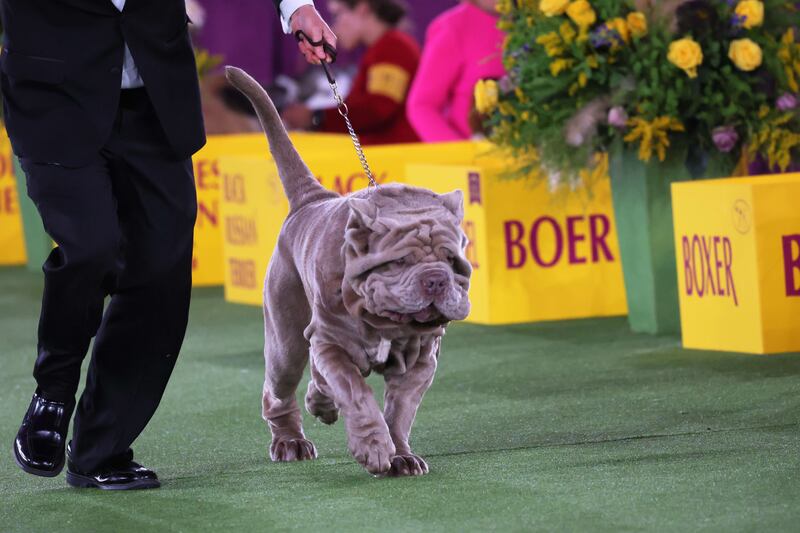 A Neapolitan mastiff competes in the Working group judging event. Getty Images