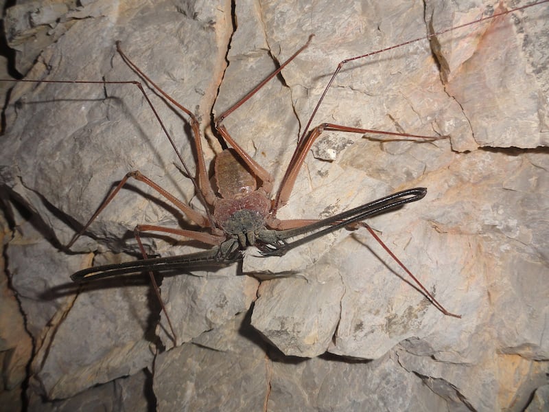 Tailless whip scorpion (Order Amblypygi). Photo: Supplied by Johannes Els
