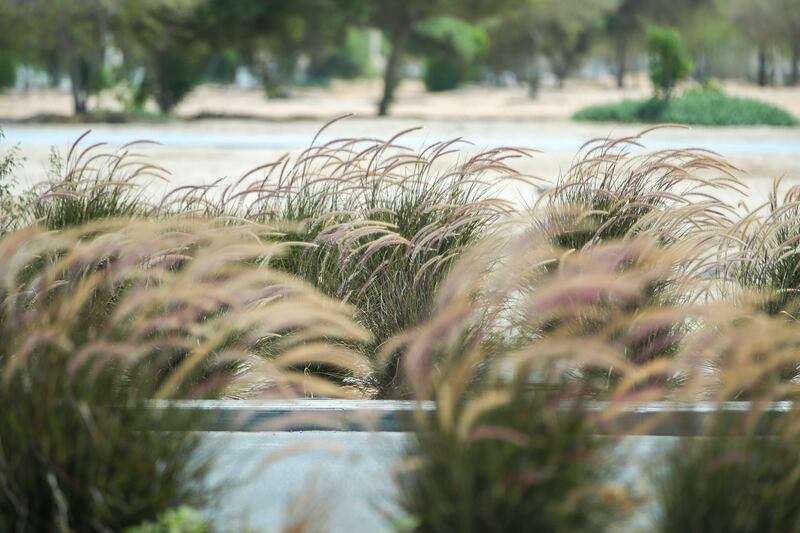 The greenery around Khalifa City in Abu Dhabi is becoming lighter due to the summer heat. Victor Besa / The National