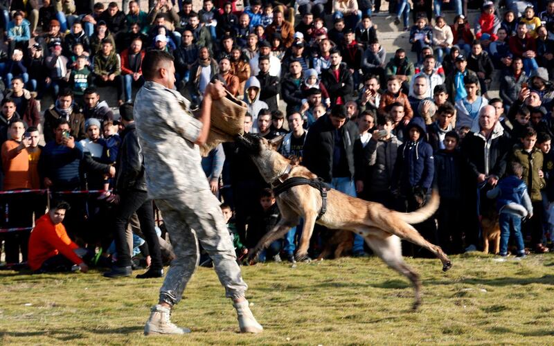 Residents watch a dog attack a trainer during a dog show at the beach of Gaza City. AP Photo