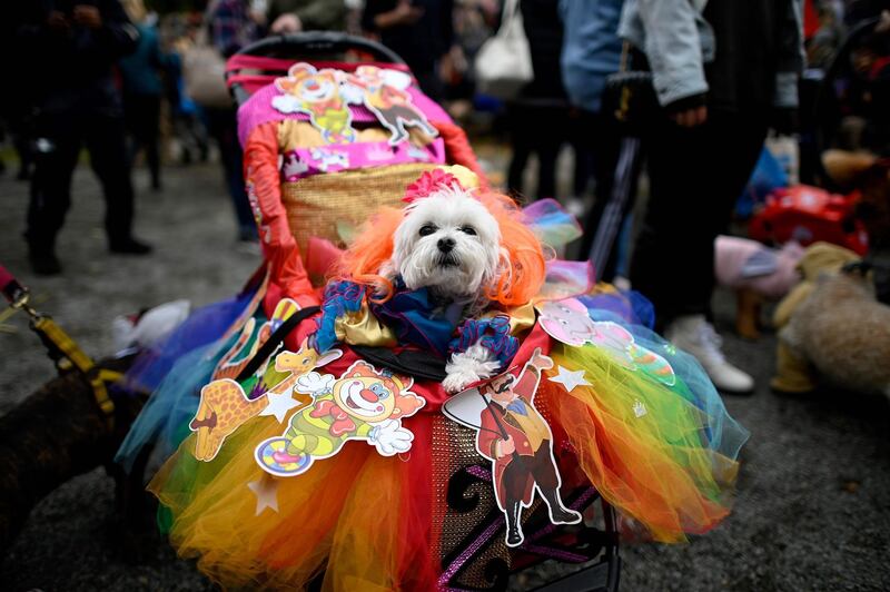 A dog dressed in a costume attends the Tompkins Square Halloween Dog Parade in Manhattan in New York City. AFP