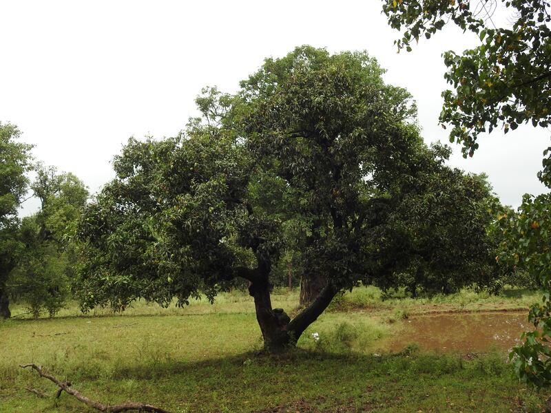 Khan says some of his mango trees bear fruit as early as February and as late as August. Photo: Bindu Gopal Rao