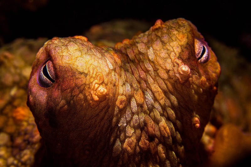 The eyes of a two-spot octopus, lit with a snoot, on the reef at Anacapa island. Getty Images