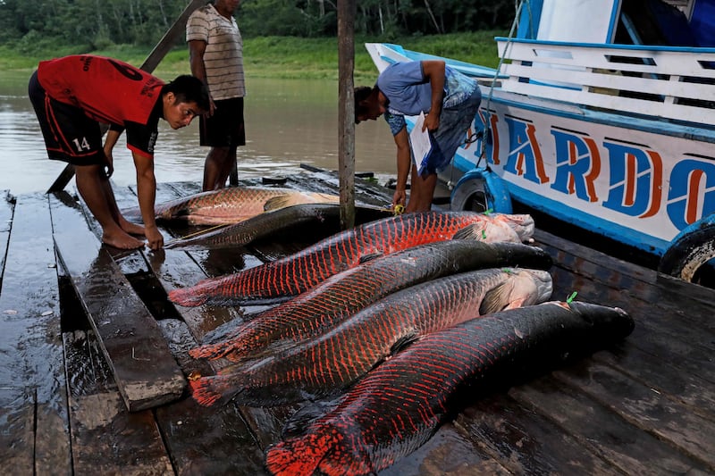 Fishermen unload a catch of pirarucu in Fonte Boa,  Brazil. AFP
