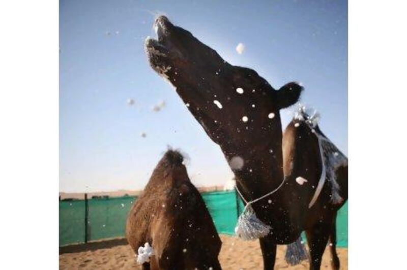 Camels, the theme of the festival, are also a key subject for Photographer's Eye competitors. Galen Clarke / The National