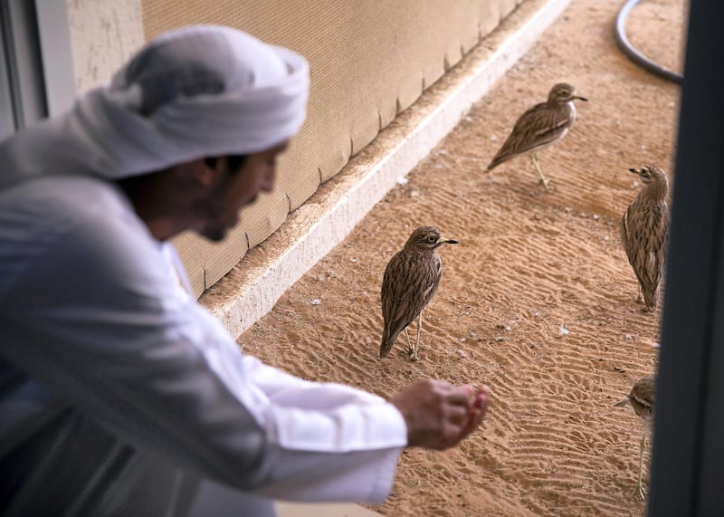 DUBAI, UNITED ARAB EMIRATES. 12 FEBRUARY 2019. 
Karawan bird.

Cultural Diplomacy Tour for visiting dignitaries visit H3 Falcon center’s breeding facility in Nad Al Sheba. H3 Falcon center belongs to His Highness Sheikh Hamdan bin Mohammed bin Rashid Al Maktoum.
(Photo: Reem Mohammed/The National)

Reporter: Dan Sanderson
Section: