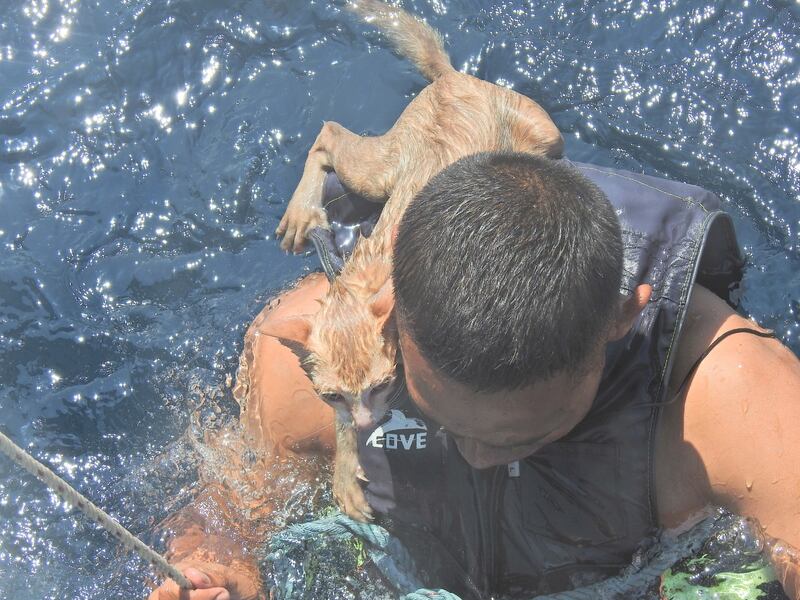 A Thai navy officer swims with a rescued cat on his back in the Andaman Sea March 2, 2021 in this picture obtained from social media. PO1 WICHIT PUKDEELON via REUTERS THIS IMAGE HAS BEEN SUPPLIED BY A THIRD PARTY. MANDATORY CREDIT. NO RESALES. NO ARCHIVES.