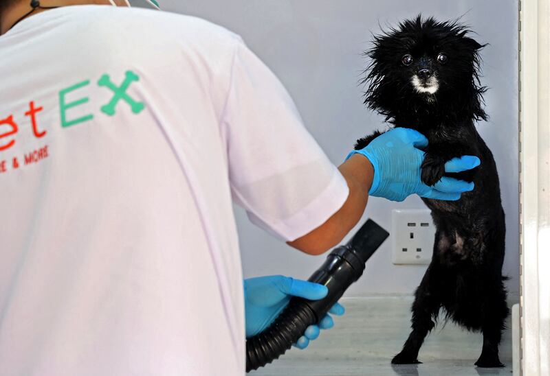 Owners have the option of cut and blow fry for their pets at this mobile grooming parlour in the Saudi capital, Riyadh. AFP