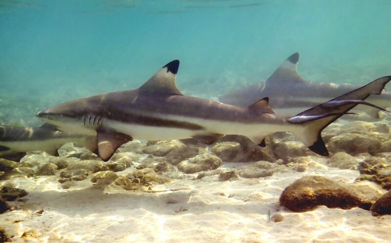 The blacktip reef shark is among the most commonly encountered shark species in UAE waters. Photo: Shamsa Al Hameli