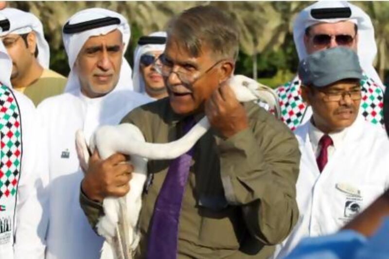 Dr Reza Khan holds the first flamingo prior to its release.