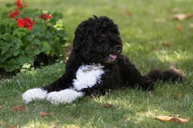 FILE - In this June 8, 2011, file photo first dog Bo enjoys a nap in a shady spot on the South Lawn of the White House in Washington. Former President Barack Obama’s dog, Bo, died Saturday, May 8, 2021, after a battle with cancer, the Obamas said on social media. (AP Photo/Carolyn Kaster, File)