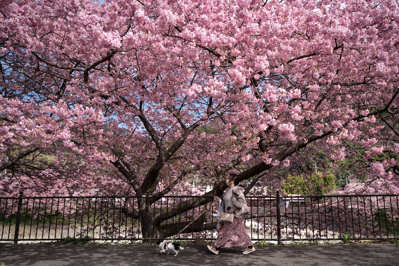 A woman walks her dog under Kawazu-zakura cherry trees in bloom in Kawazu, Japan. Getty Images