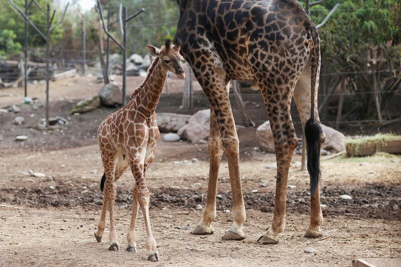 Her mom never took her back, but another female has 'adopted' her and she now runs alongside the other giraffes. Reuters