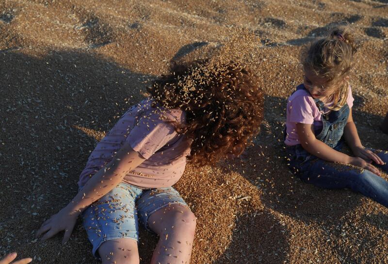 Palestinian children play among wheat grains at a harvest festival near Jenin. EPA