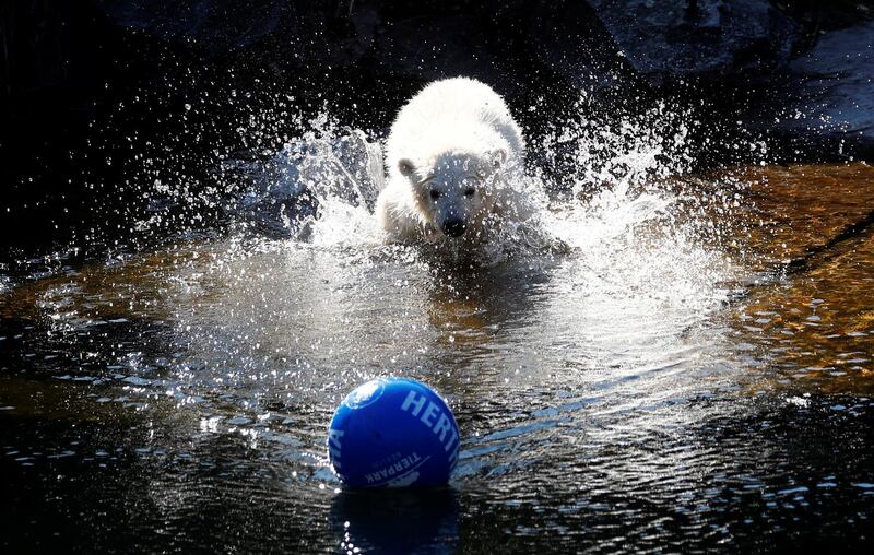 The Tierpark Berlin zoo names its female polar bear cub 'Hertha' during a ceremony in Berlin, Germany. Reuters