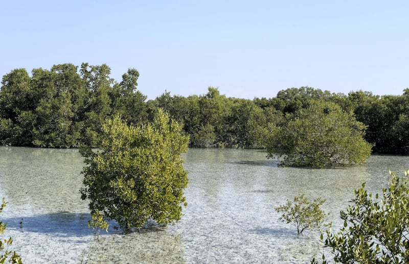 Abu Dhabi, United Arab Emirates - Landscape views on the way to Pure Eco Retreat nestled in the heart of mangroves, on Jubail Island. Khushnum Bhandari for The National