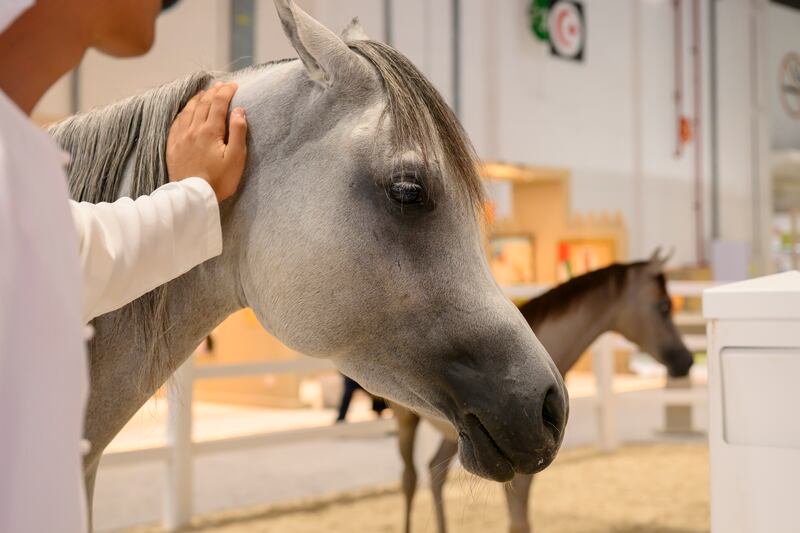 Adihex also celebrates the UAE's equestrian traditions. Abdulla Al Neyadi / UAE Presidential Court
