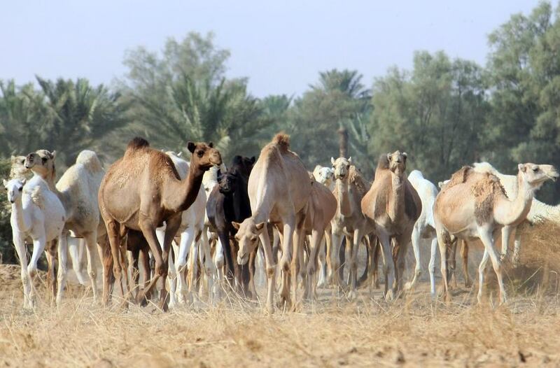 Camels in Qassim desert, 350 kilometres north of the Saudi Arabia capital Riyadh. AFP