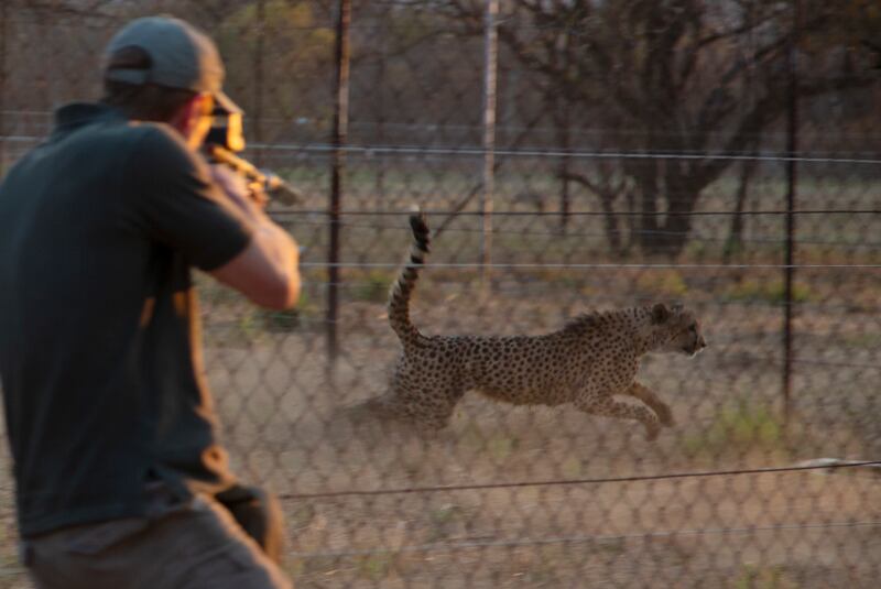 Wildlife veterinarian Andy Frasier darts a cheetah to be tranquilised and loaded into a crates, at a reserve near Bella Bella, South Africa.